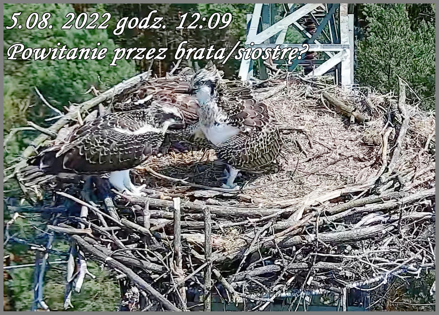 livebirdspoland_e18945b2cc7dccd8f3de5cc555b86783.jpg