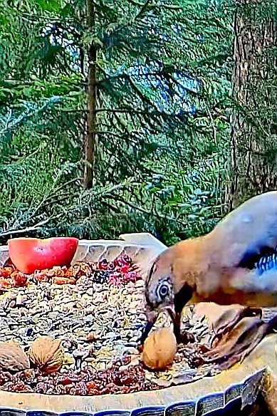 livebirdspoland_918becfe3befc2a1f31d478e51af6065.jpg