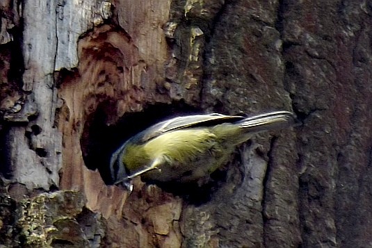 livebirdspoland_cd51ccdf113ab225c33a075c226fc06a.jpg