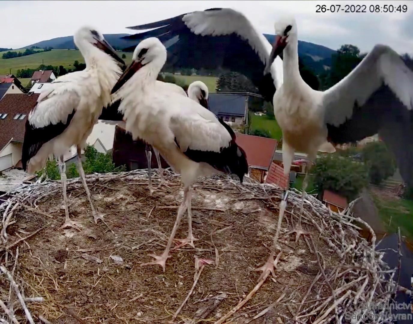 livebirdspoland_9c885ceaa256e962f190643ea6d22c28.jpg