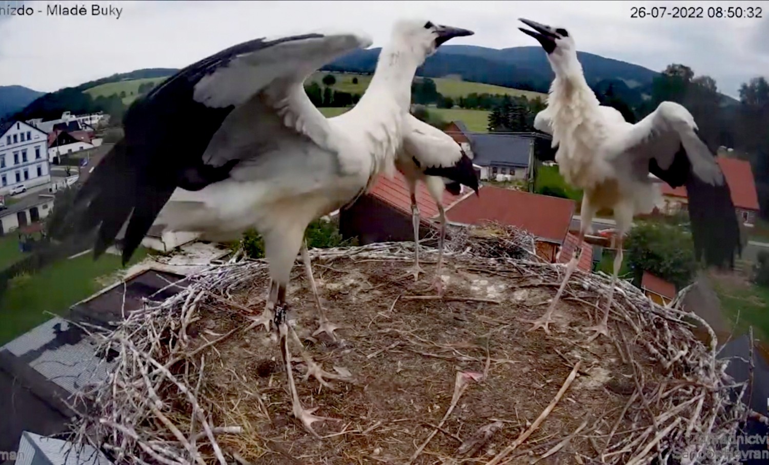 livebirdspoland_4a3b2f9a4d182ab68f795d63d9999cd1.jpg