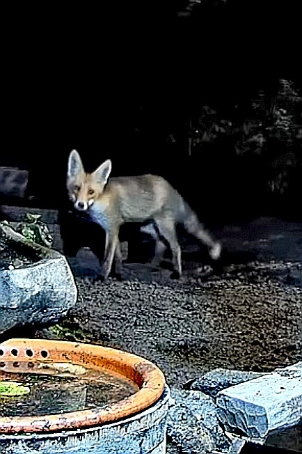 livebirdspoland_63e9628558d1ca6cd21f03500ebc2bcb.jpg