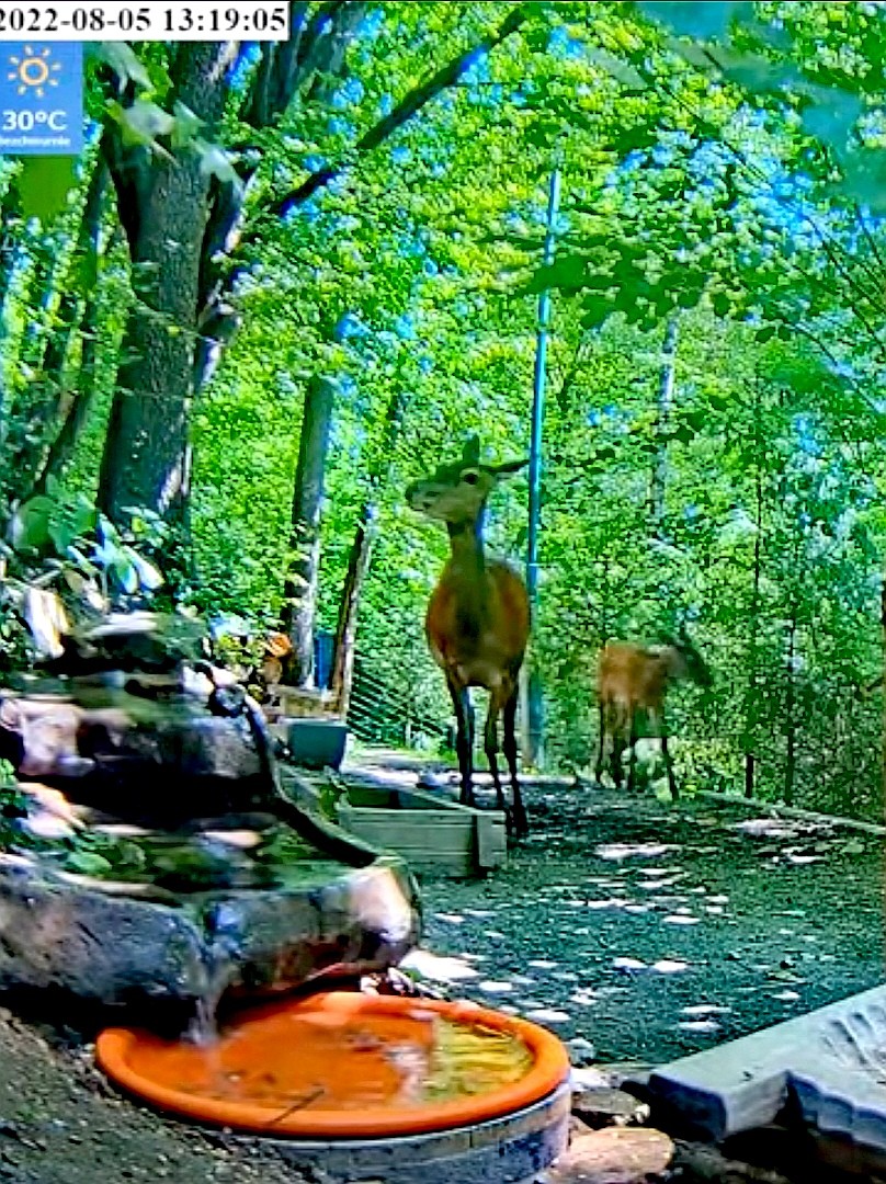 livebirdspoland_6e0bb02d7f2632df255420a24797f479.jpg