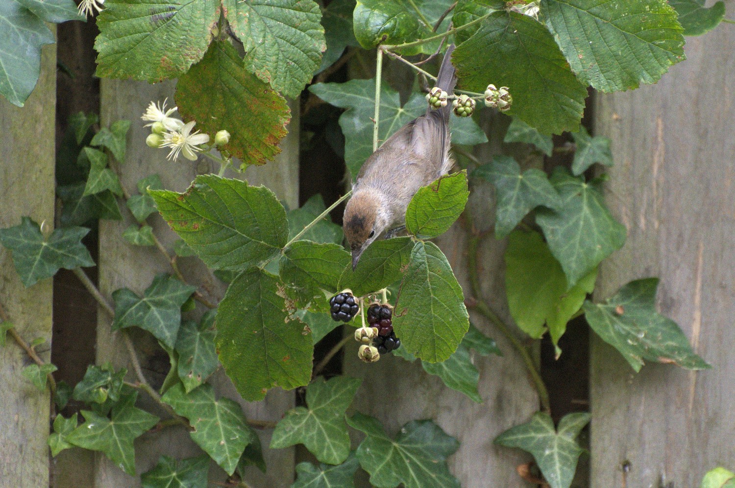 livebirdspoland_30cdd99c3fe83c93c4b35f82ed603221.jpg