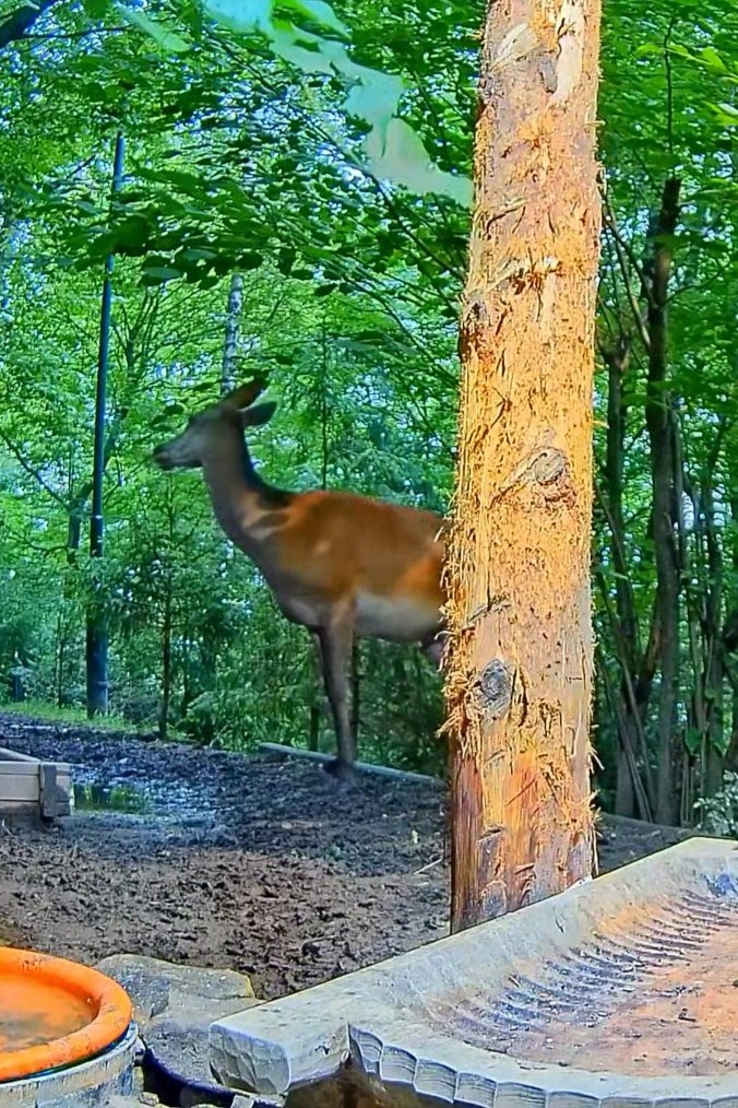livebirdspoland_43dce41da688145342d1712a12425453.jpg