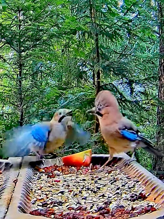 livebirdspoland_e681c09413b853b69fe05ef2cc08a60d.jpg
