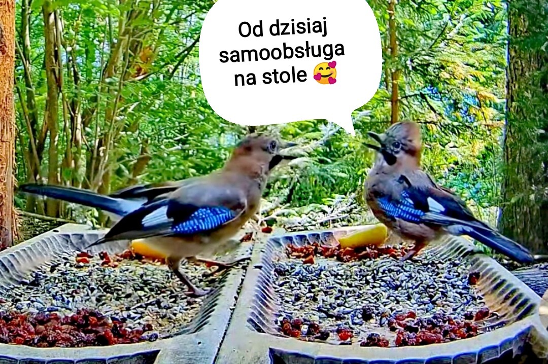 livebirdspoland_b6931368d6d1502e5b64a7e5648526ed.jpg