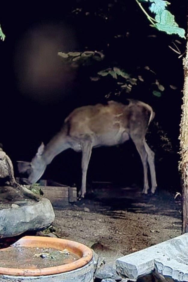 livebirdspoland_f7cae18ae28692adbe4102f3ca2c6259.jpg