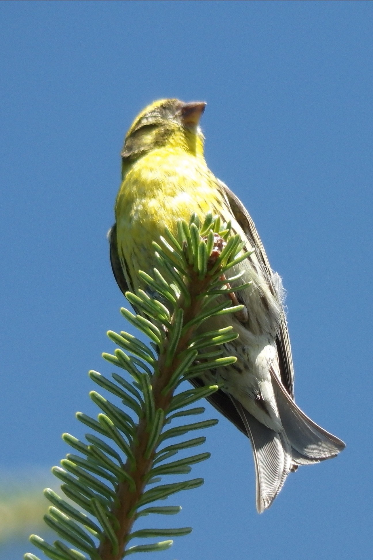 livebirdspoland_9804102c1f8ca043d29228c5b9b78ffa.jpg