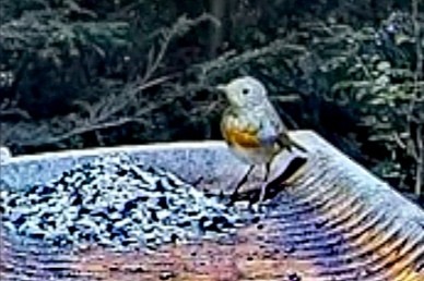 livebirdspoland_353165923996347a84342e4c0e77bd39.jpg