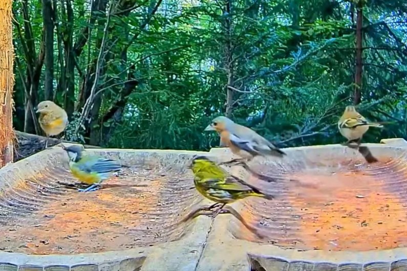 livebirdspoland_94e688068e8d47f18f2e7105d915befb.jpg