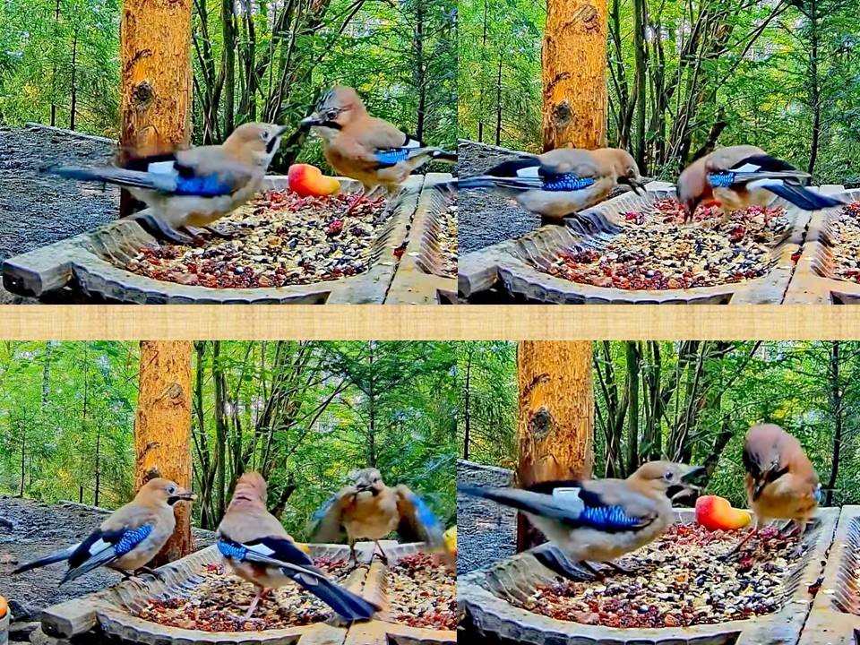 livebirdspoland_d8130f2bf955a6c2adcc74b86f599f15.jpg
