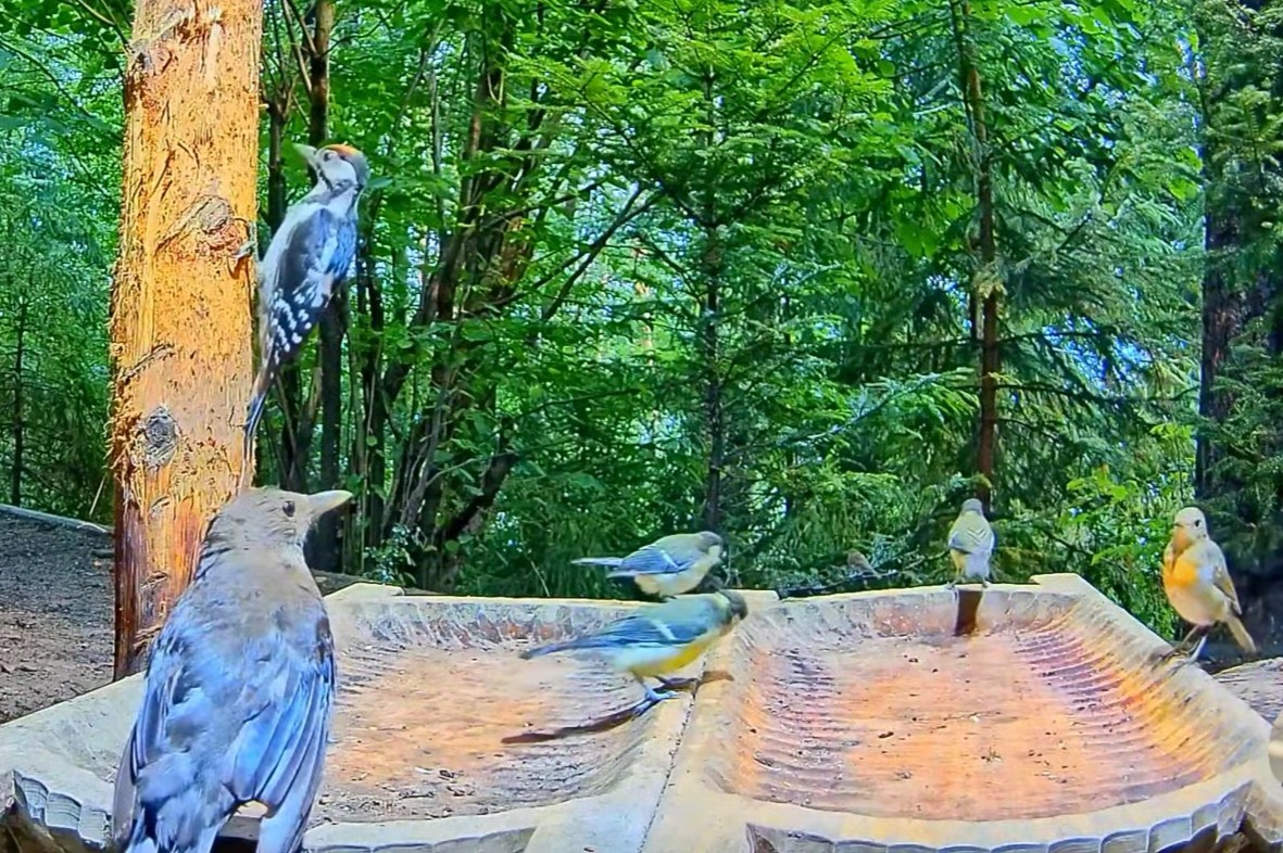 livebirdspoland_b18523e003189c179164244887f0f1af.jpg