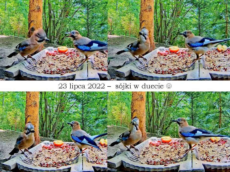 livebirdspoland_f5f902a15d3f100b744d34c2b251d5d8.jpg