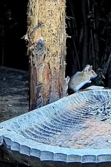 livebirdspoland_e151dcf3b0e872659dc78fd5204c1ed3.jpg