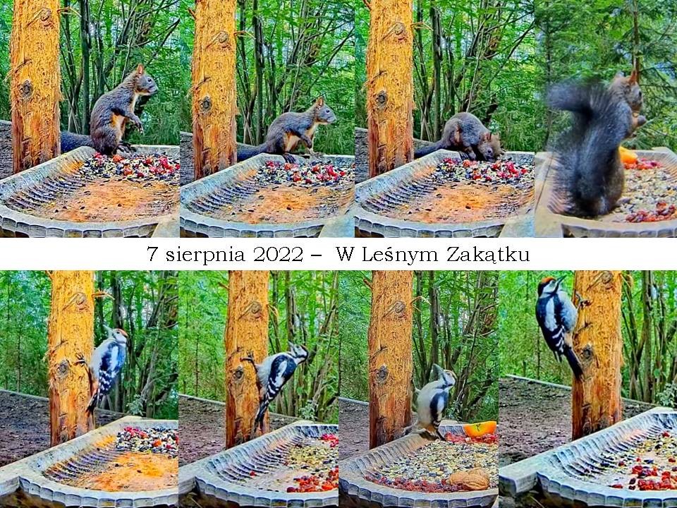 livebirdspoland_581c8e97a2b1dd5bc61fcd6f9a2bf46f.jpg