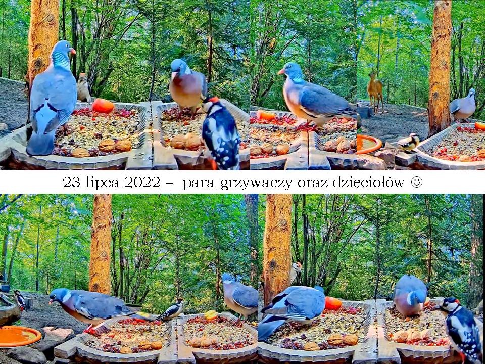 livebirdspoland_0c26d523a90ac21ced2ab7563f6d6394.jpg