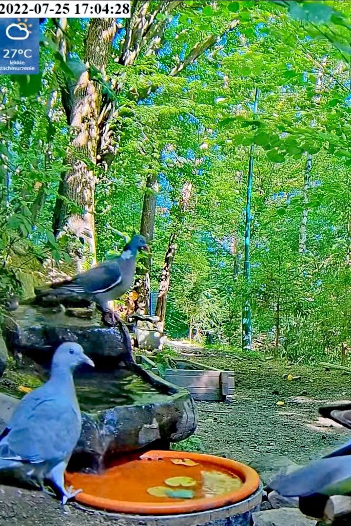 livebirdspoland_87f0229966f1ba122cab23038f3b8ccc.jpg
