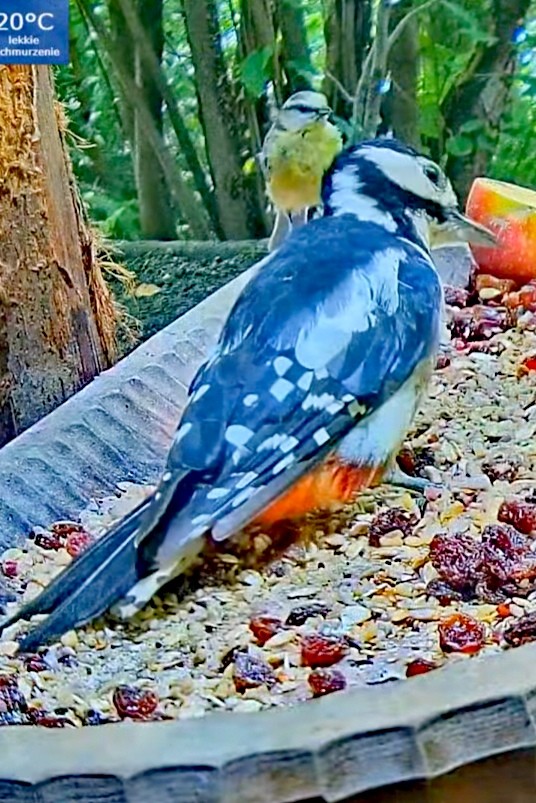 livebirdspoland_4a0bb77df5d17013211c1bcd5cd01583.jpg