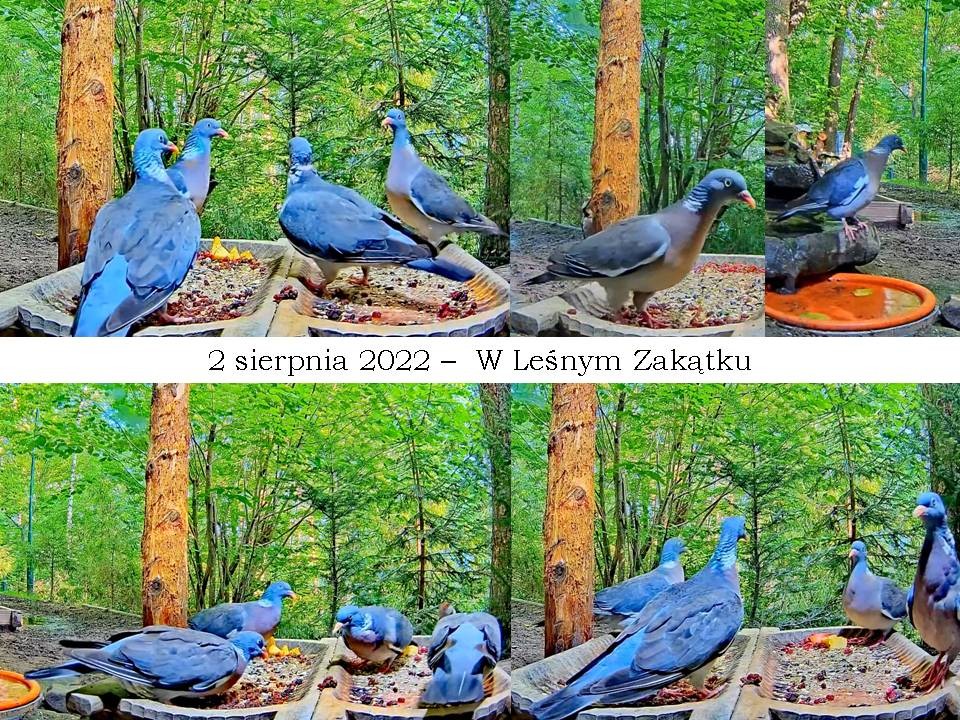 livebirdspoland_b563e131417add0c4e51b340b82d137c.jpg