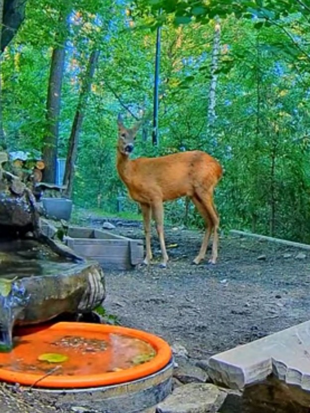 livebirdspoland_82f6306c7ae89b2646bd24a0cae76a5a.jpg