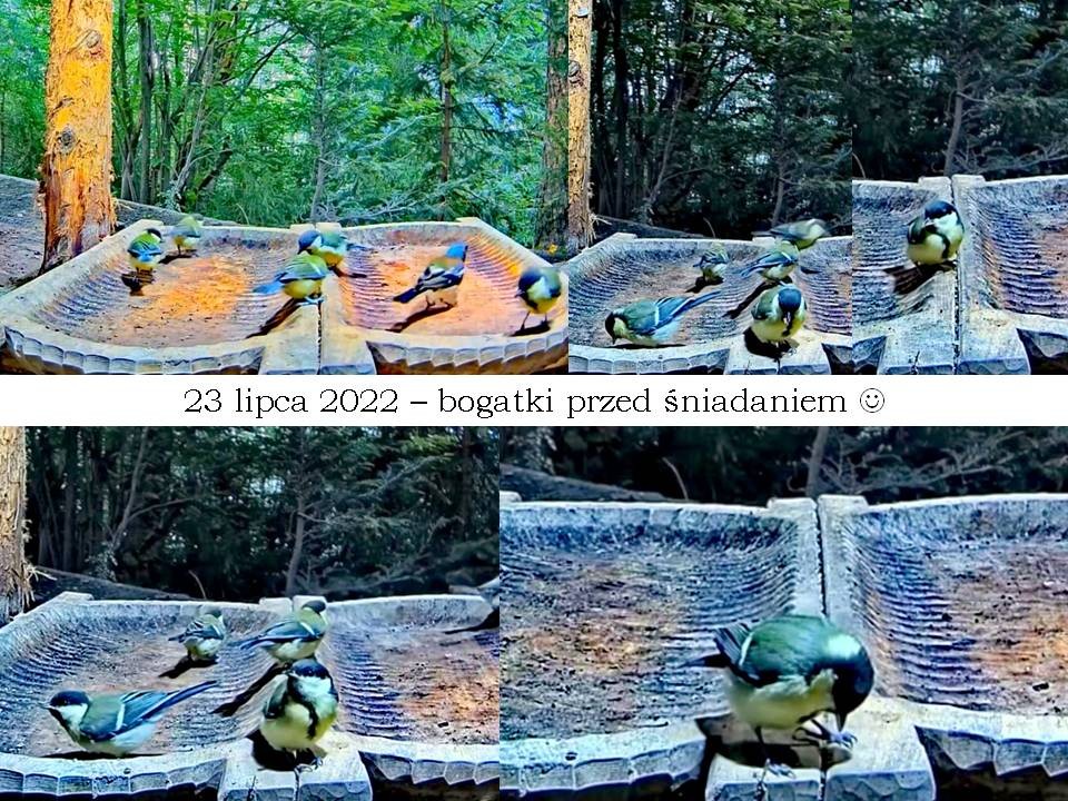 livebirdspoland_e97634c791067e6ba88fe5775c7e029d.jpg