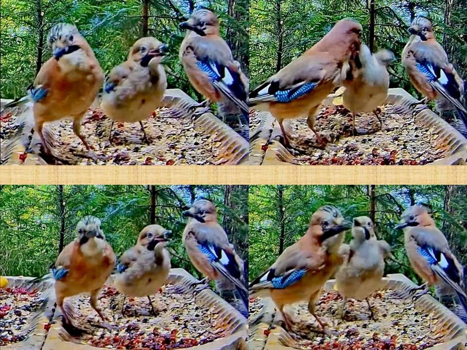 livebirdspoland_621321cca7ec37472f299f681dfa19eb.jpg