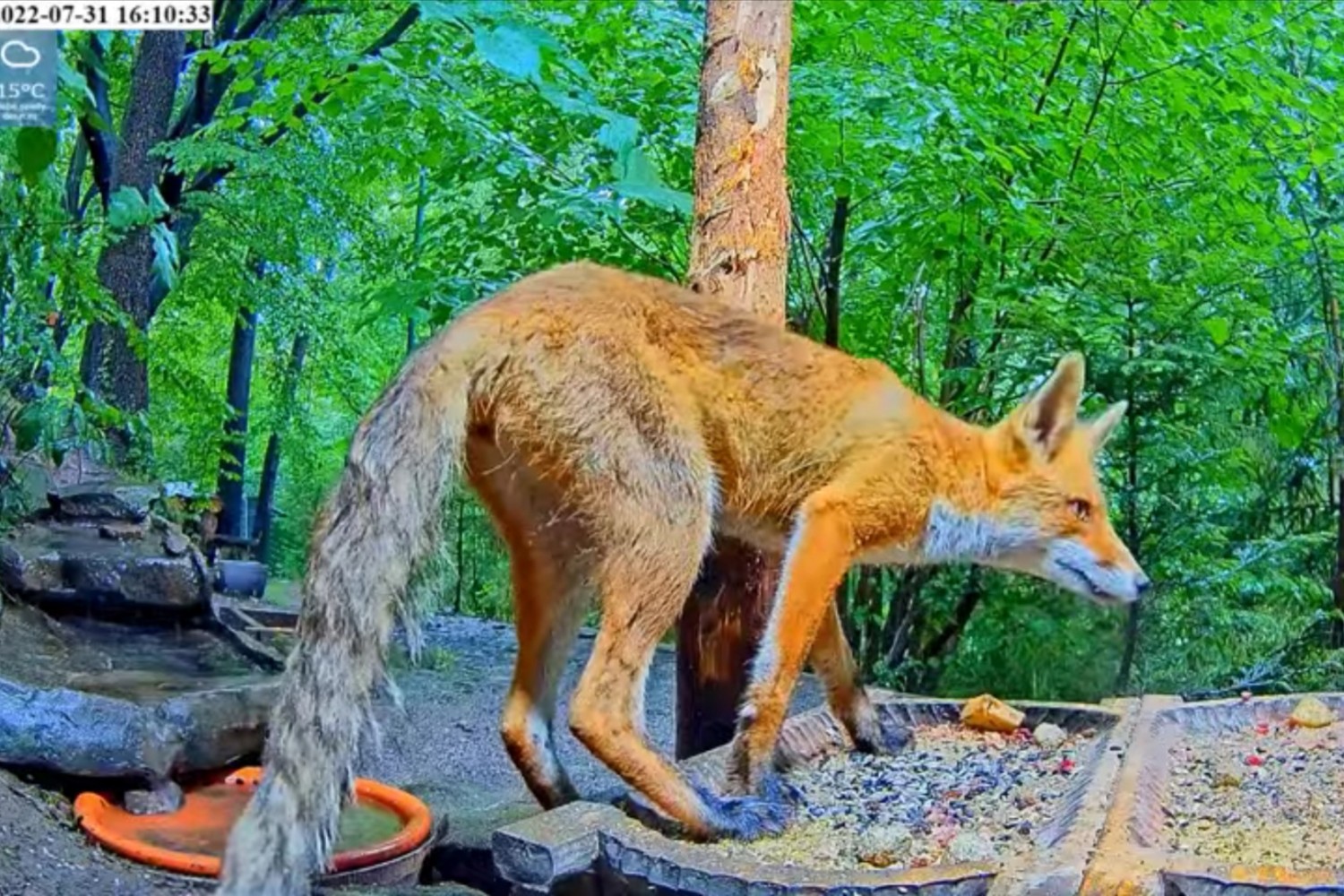 livebirdspoland_b66d5b171e5eeae3040786b209a30d33.jpg