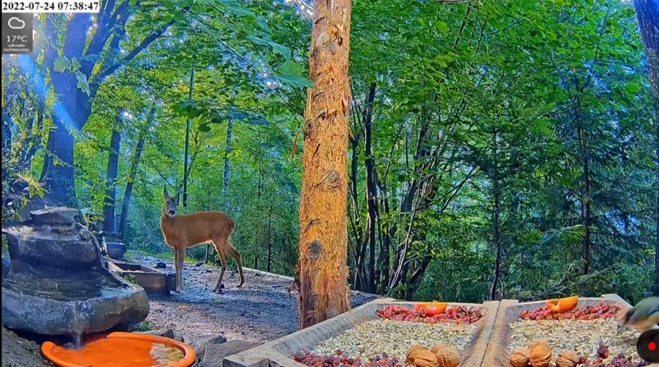 livebirdspoland_f58e4387d0cb341a423abeeb098182fa.jpg