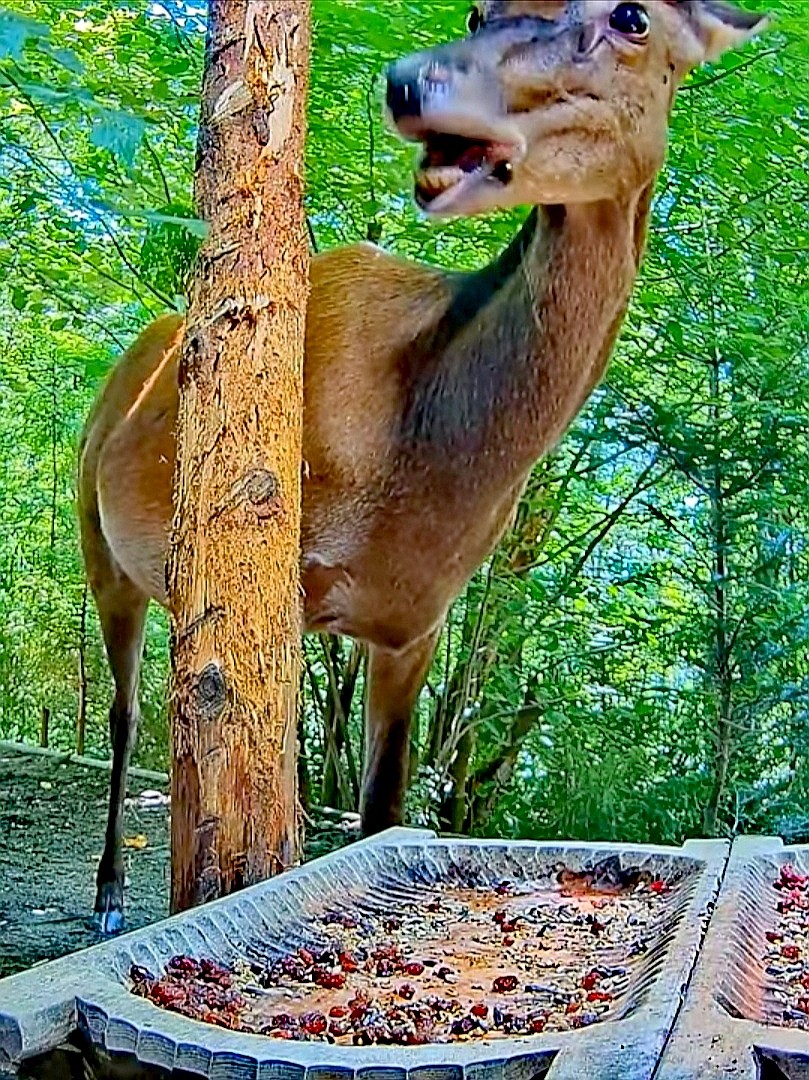 livebirdspoland_49efa4dfb8c97d90ac595243af1e6ef0.jpg
