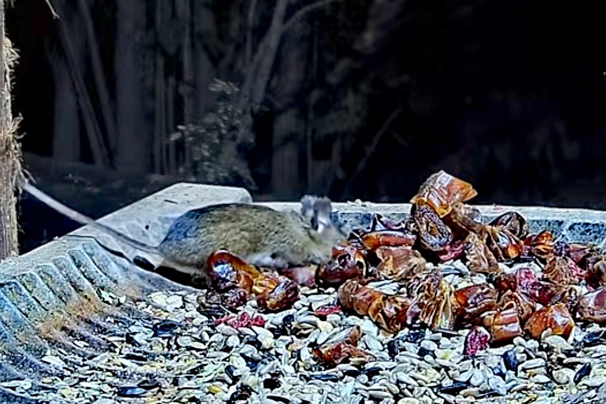 livebirdspoland_7c159e19989ce329a09d2a23e0811428.jpg