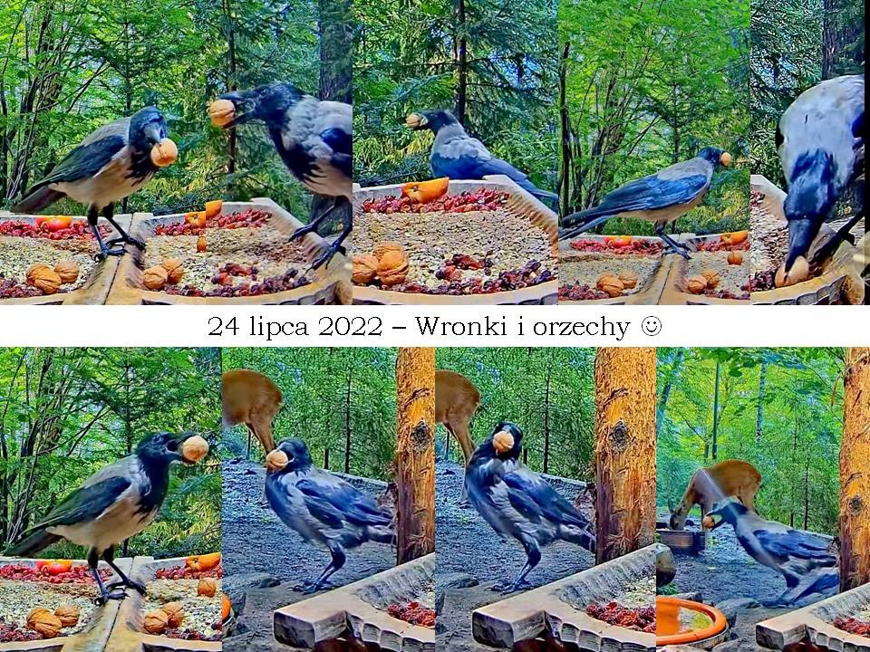 livebirdspoland_ffe591bd7039e90ce328a855d4b2c107.jpg