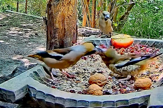 livebirdspoland_f87033de92e5a93ca966c5bce3cc3c2b.jpg