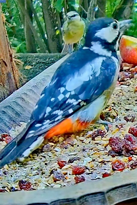 livebirdspoland_f925f5339c463300dba023bd9ae6e7e4.jpg