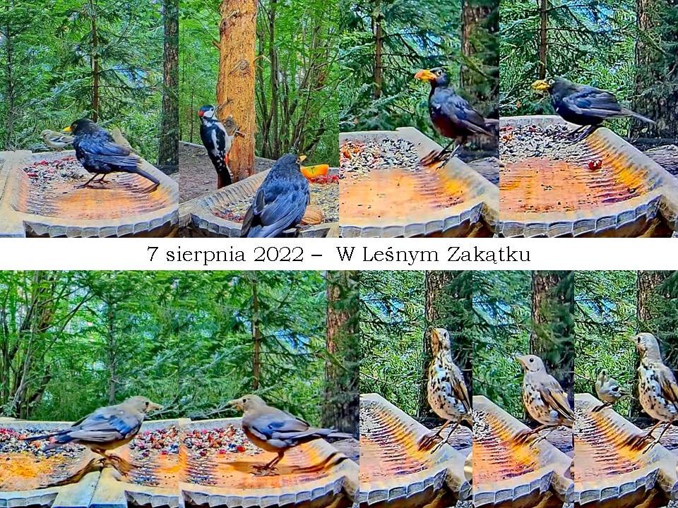 livebirdspoland_159a0b9b1faeacda65d7507665239eab.jpg