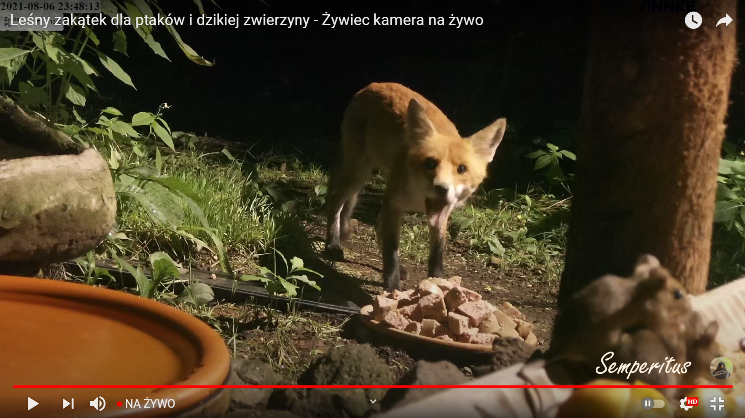 livebirdspoland_0ff9c1fdab260bbb2f5f4cbc39427974.png
