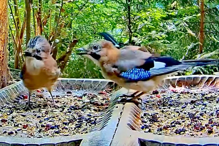 livebirdspoland_ea5f8ab1cb65a769a2ba5544e2b2618e.jpg