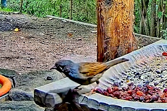 livebirdspoland_0b90c63a551189a6d75e3b36ae5ce3f7.jpg
