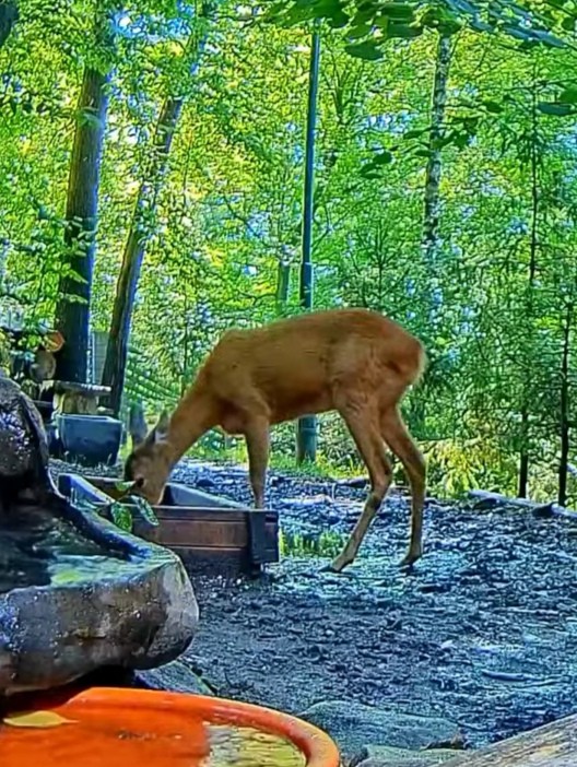 livebirdspoland_169bc7419d8e05873b41e708ebb95a63.jpg