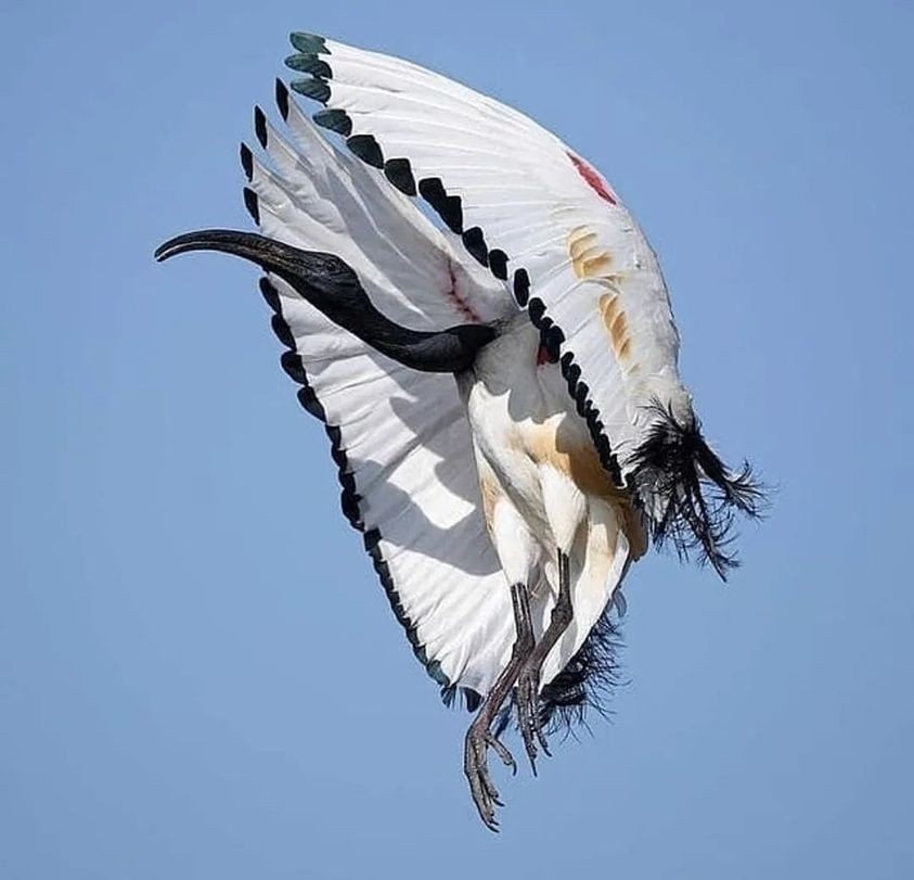 livebirdspoland_6af1a69fd5098efc7a7dade5b68d989e.jpg