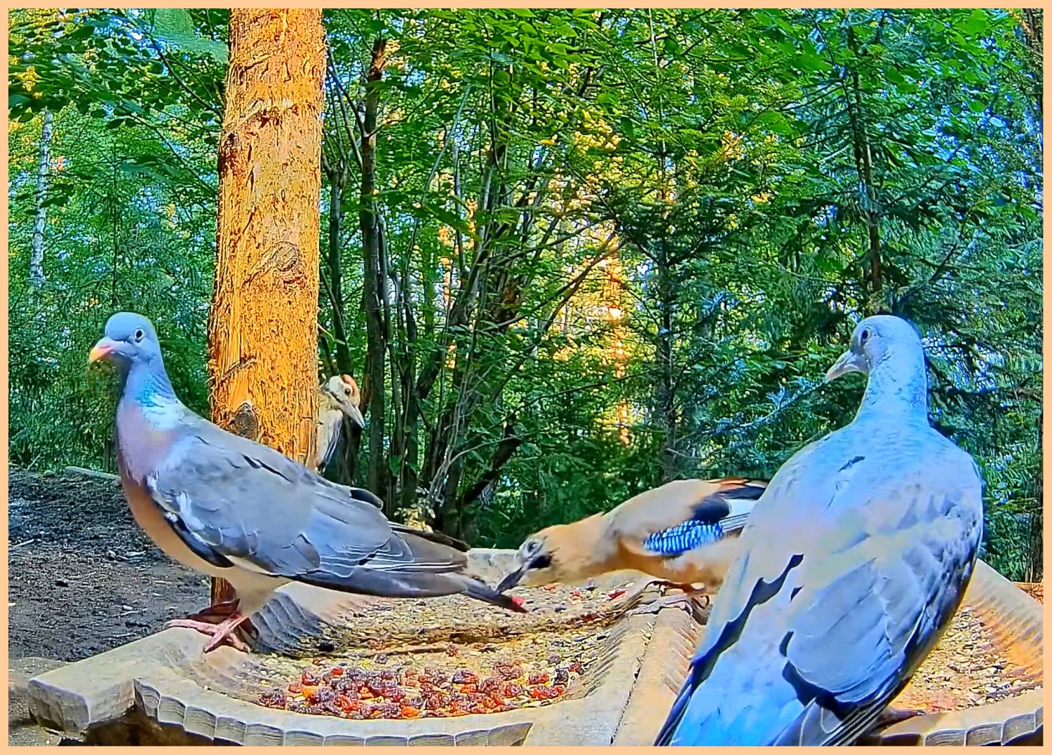 livebirdspoland_f0ff888421353379d26ac926b7fdd6c9.jpg