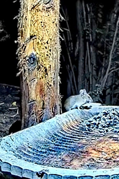 livebirdspoland_afe71b420e3ba4fd7797616ed2e6f223.jpg