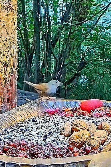 livebirdspoland_c86256bec9a477a19374bd9314e12048.jpg
