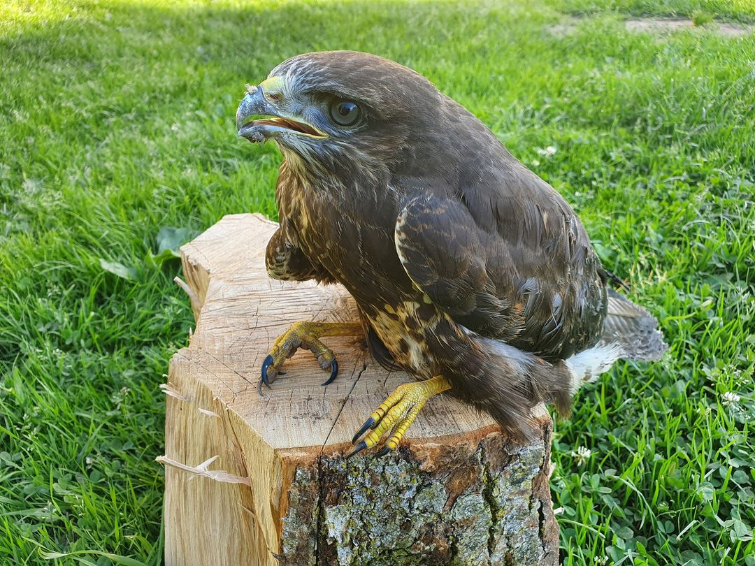 livebirdspoland_75a1f24910dab77d7996d4920029bd35.png