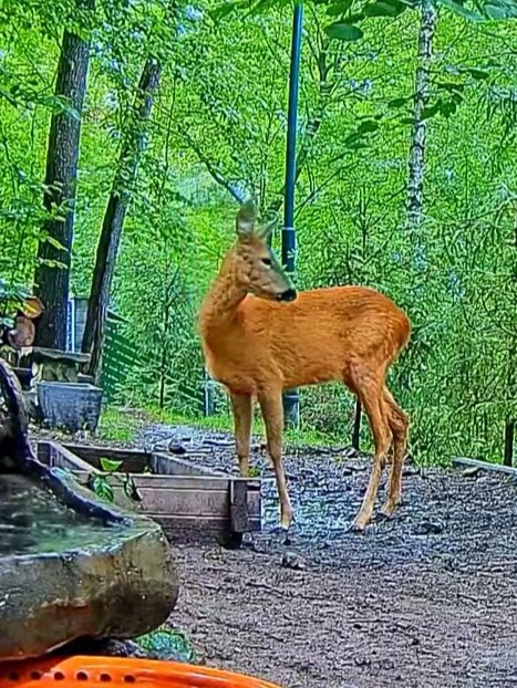 livebirdspoland_63d5c34b352cdaabb7e73021321f8d6e.jpg