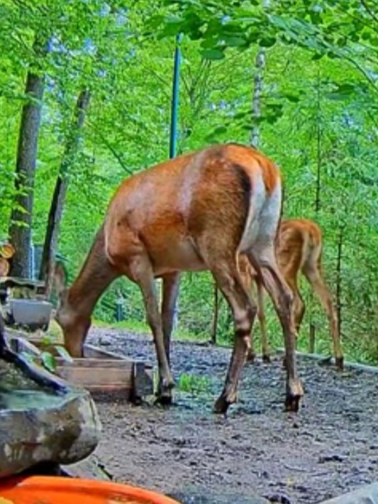 livebirdspoland_9ccd328dbbdabdc83f5d185c4602fe6e.jpg