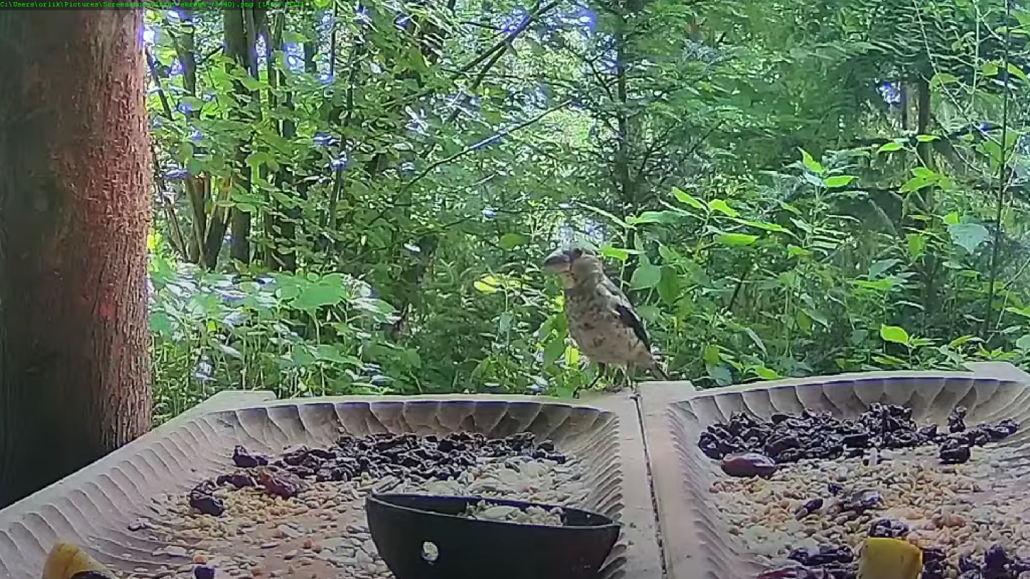 livebirdspoland_af1ed8eb7f0c0729c90d352a7fecebb4.png