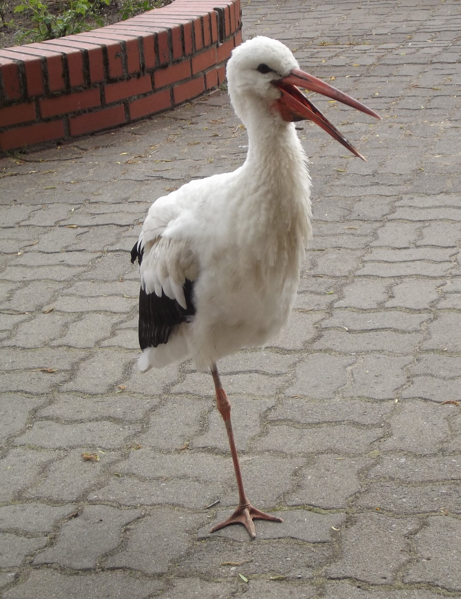 livebirdspoland_5a2abed24c8613097dc8922f1def868a.jpg