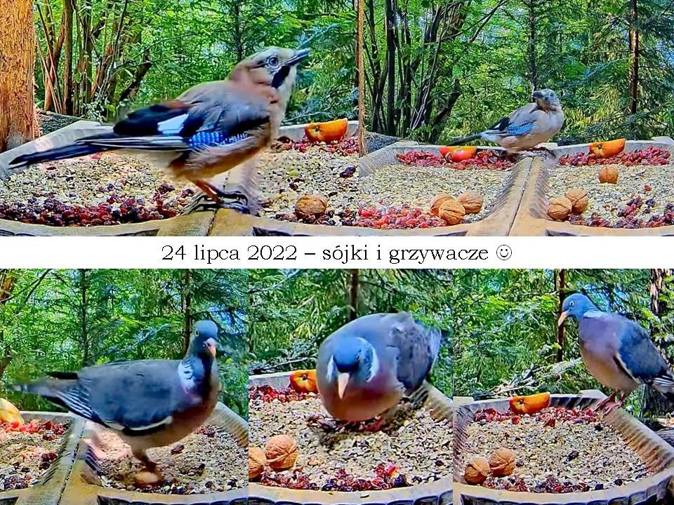 livebirdspoland_0be0fa78129e4a069685426e44142656.jpg