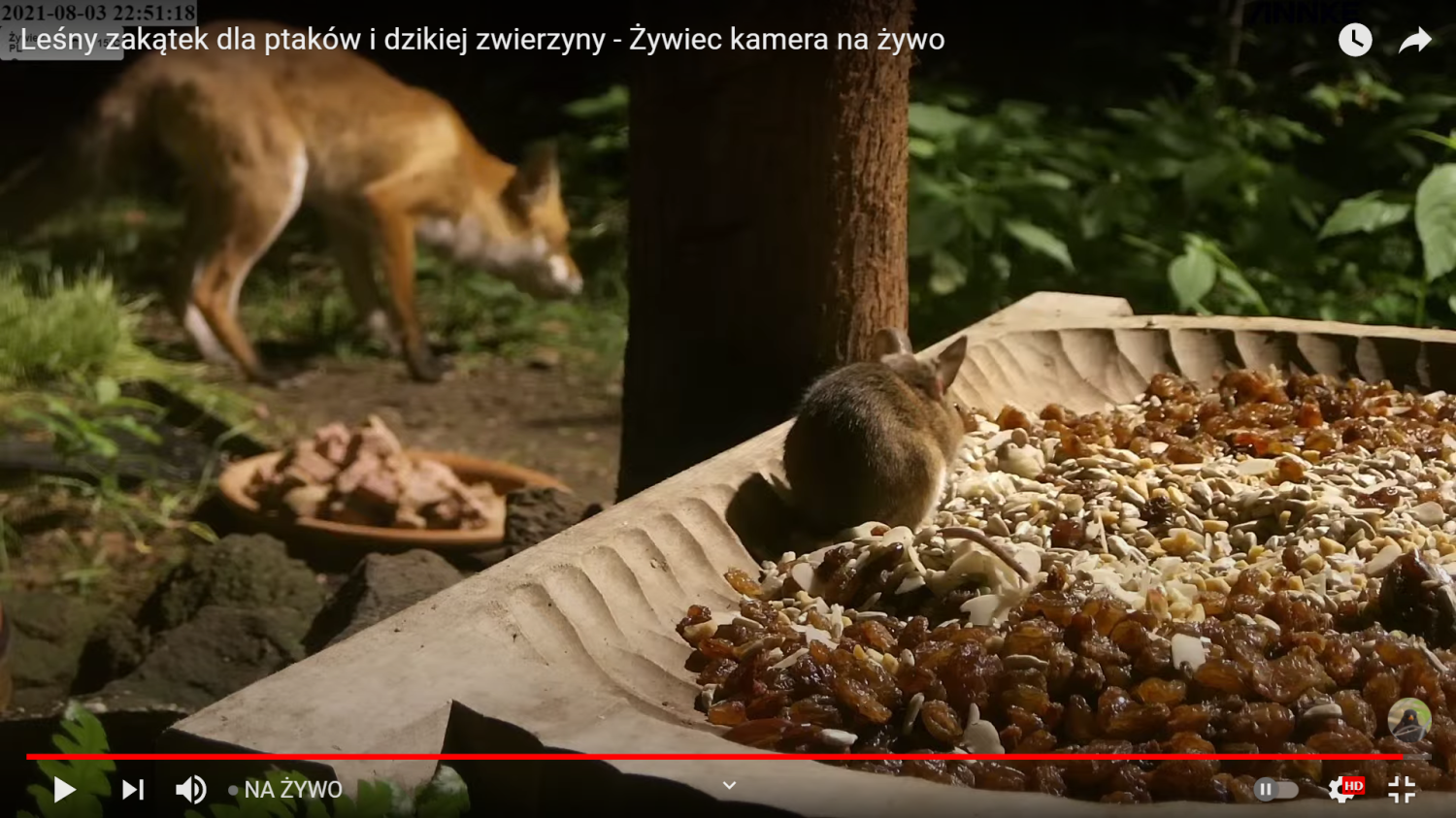 livebirdspoland_c0fb3469ff934eb3f0aa5bc0b90f057c.png
